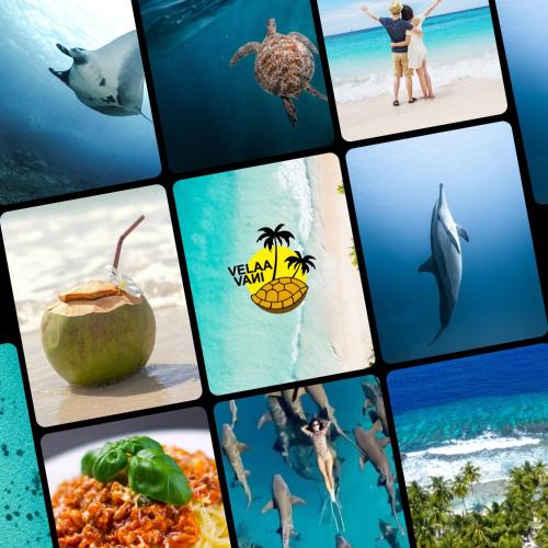 Dhiffushi Hotel | VelaaVani - Turtle Hive Dhiffushi