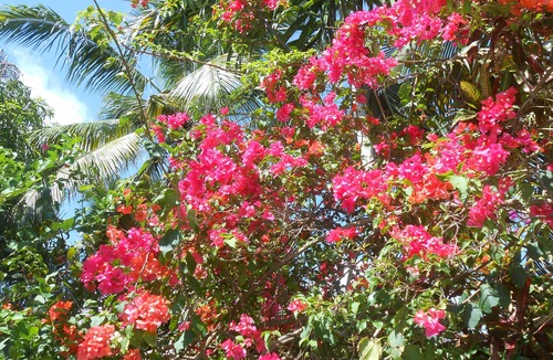 La Esplanada House | Cosy GUEST with living and sleeping area in large Caribbean garden
