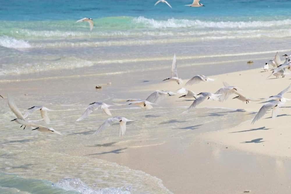 Photo of Others in Dharavandhoo
