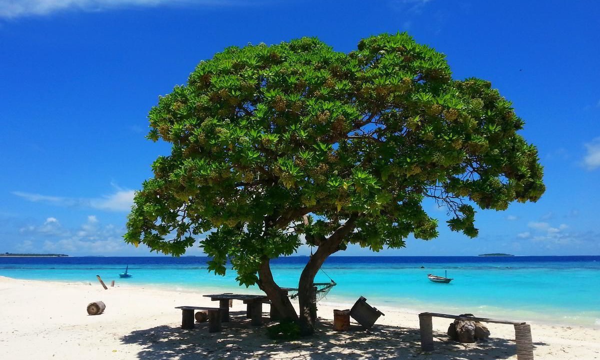 Photo of Others in Dharavandhoo