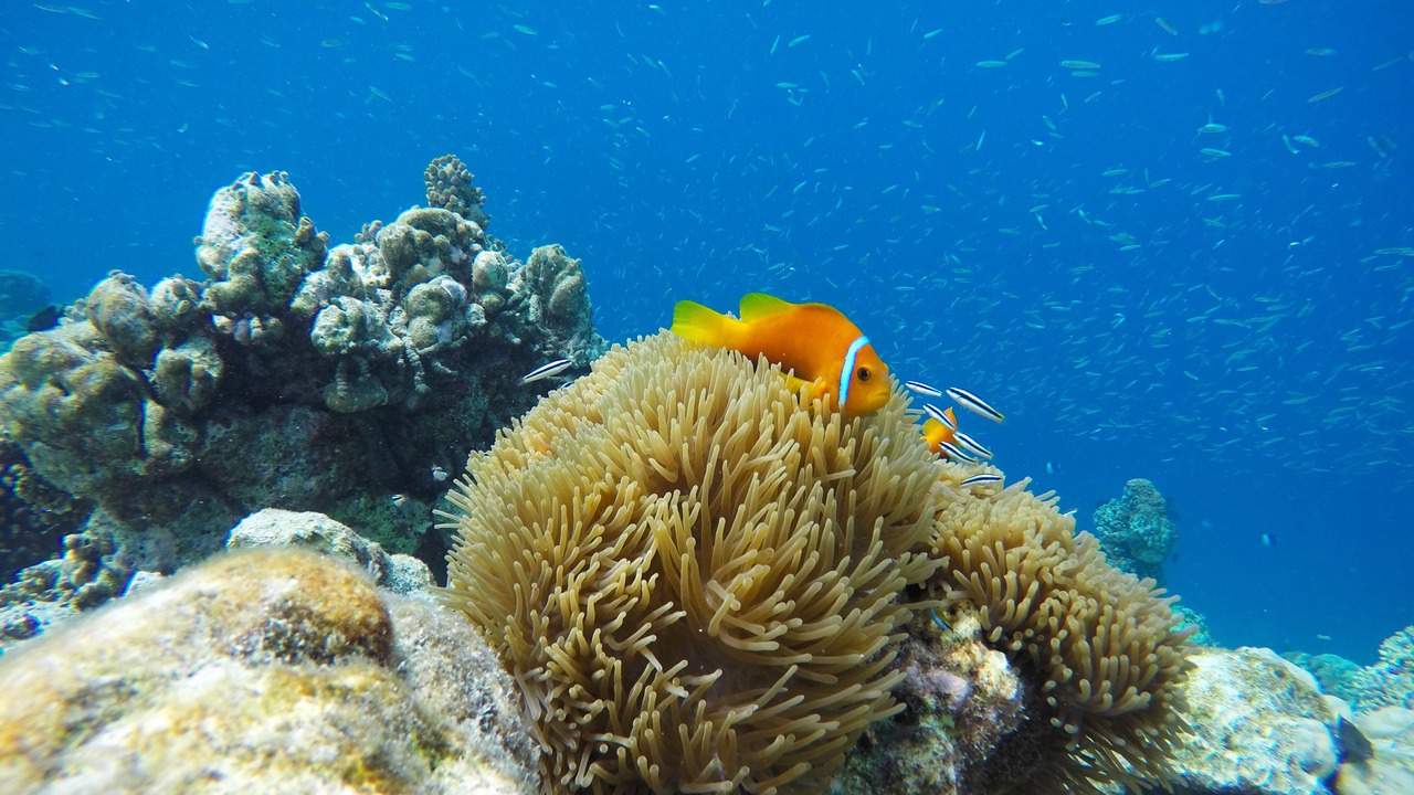 Photo of Outdoor in Guraidhoo