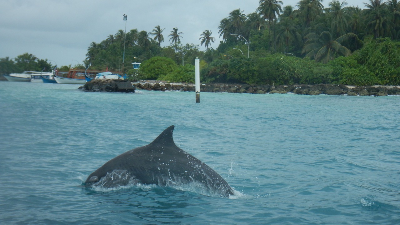 Photo of Others in Hangnaameedhoo