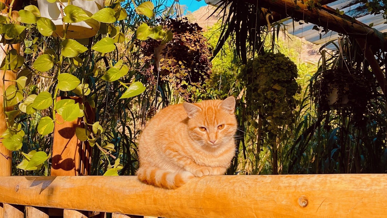 Photo of Outdoor in Constanza