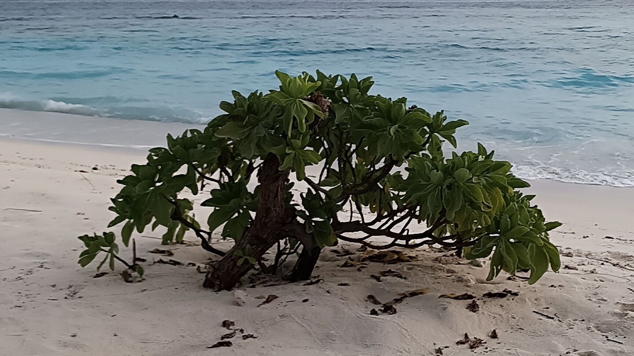Photo of Others in Dharavandhoo