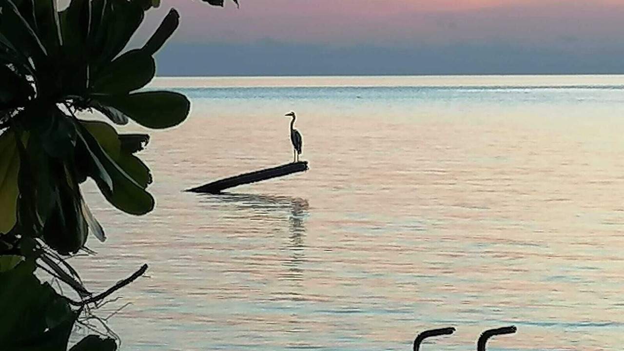 Photo of Others in Omadhoo