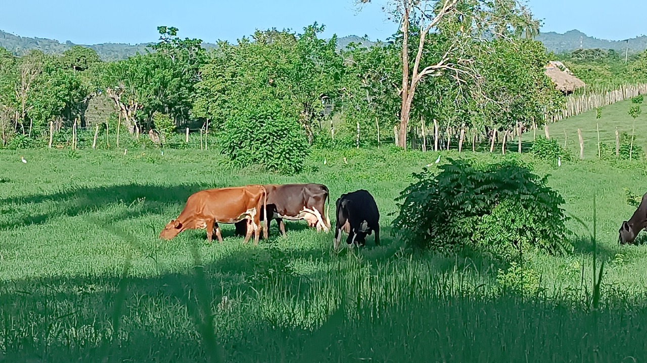 Photo of Outdoor in Imbert