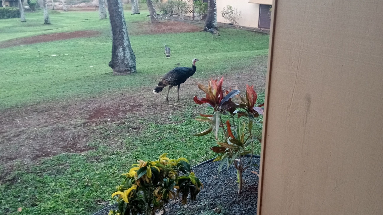 Photo of Outdoor in Maunaloa