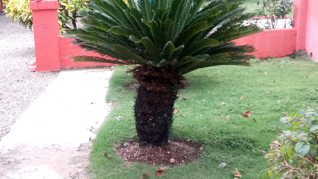 Photo of Outdoor in La Mulata