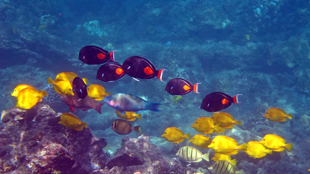 Photo of Others in Waikoloa Village