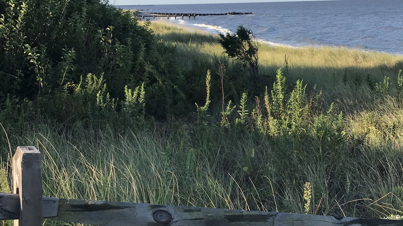 Photo of Others in North Cape May