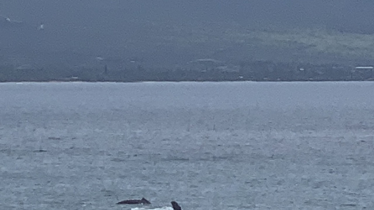 Photo of Others in Maalaea