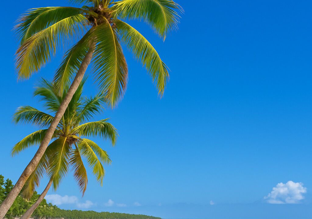 Photo of Others in Bavaro