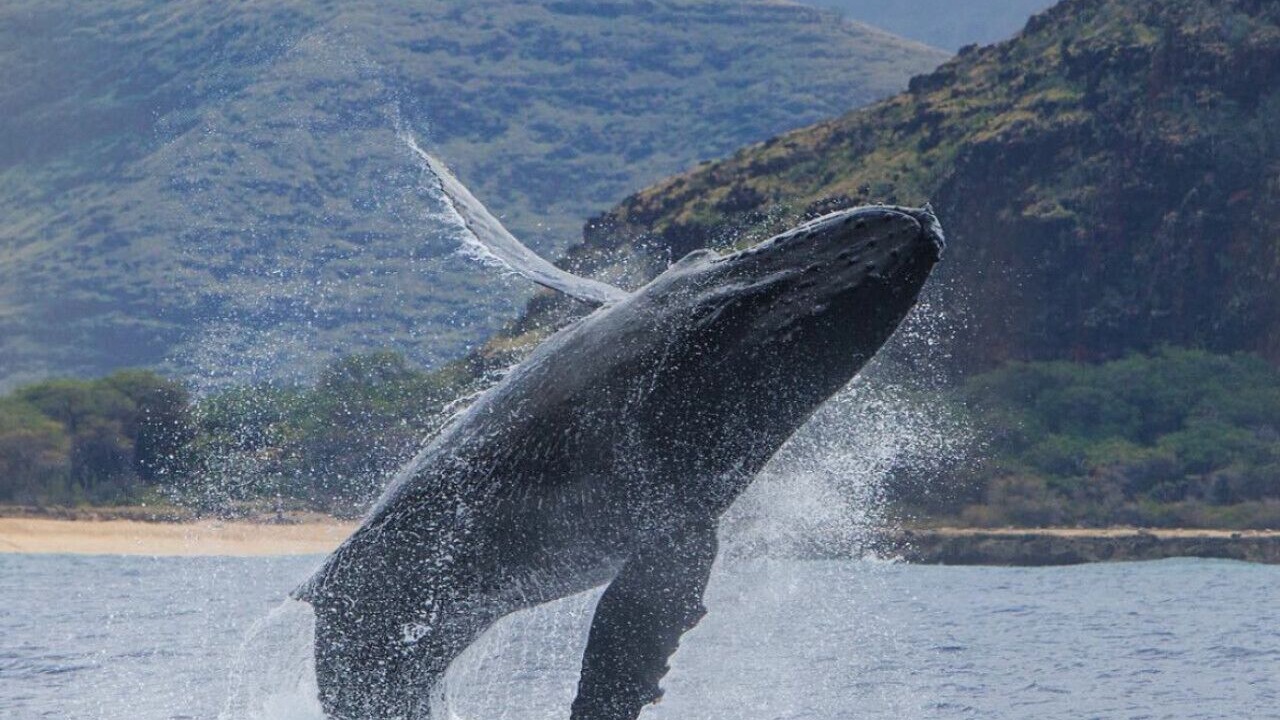 Photo of Others in Makaha Valley