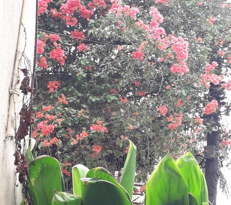 Photo of Others in Vista Hermosa