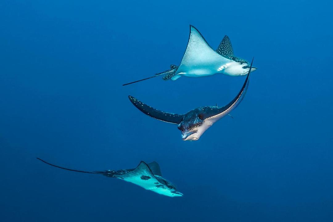 Photo of Others in Manafaru Island