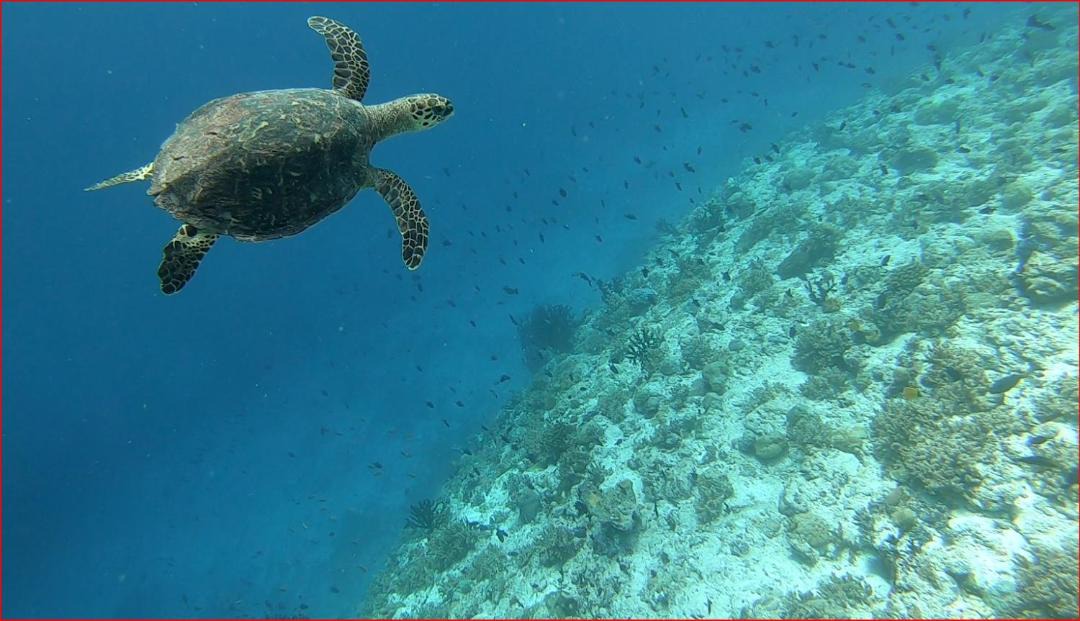 Photo of Others in Milandhoo
