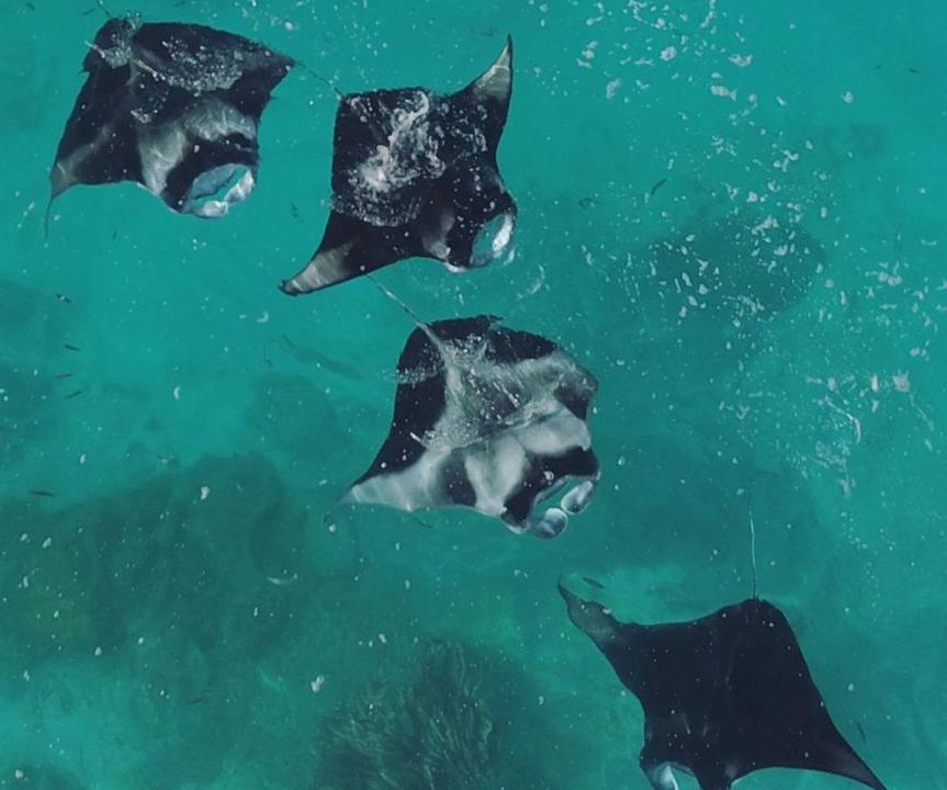 Photo of Others in Dharavandhoo