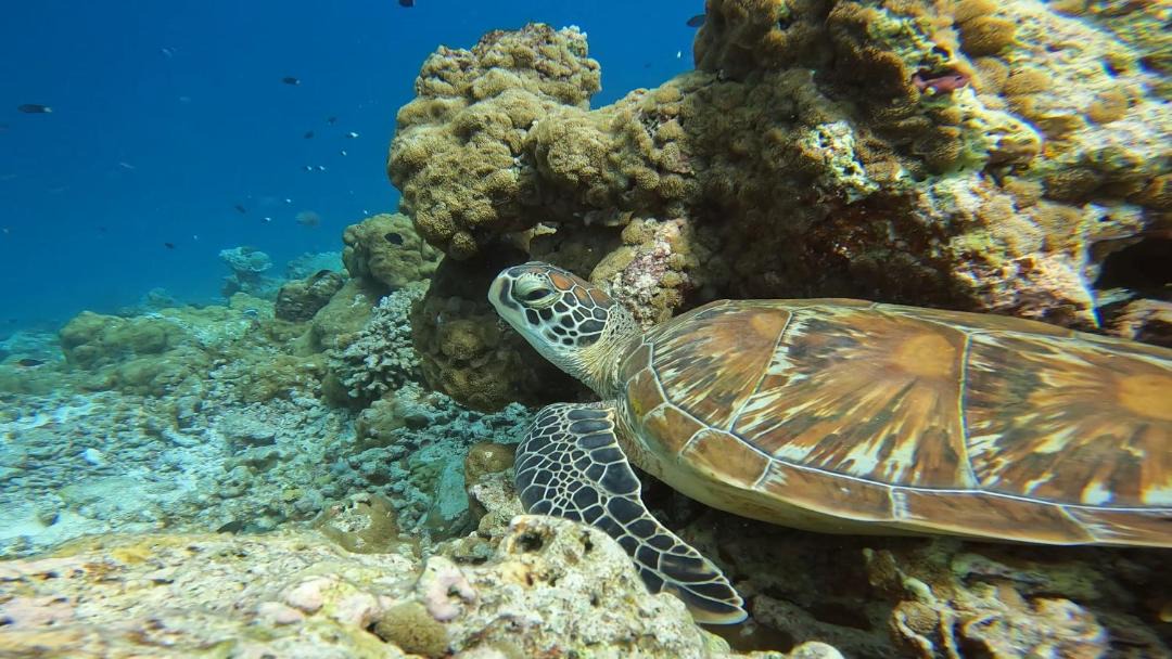 Photo of Others in Dharavandhoo