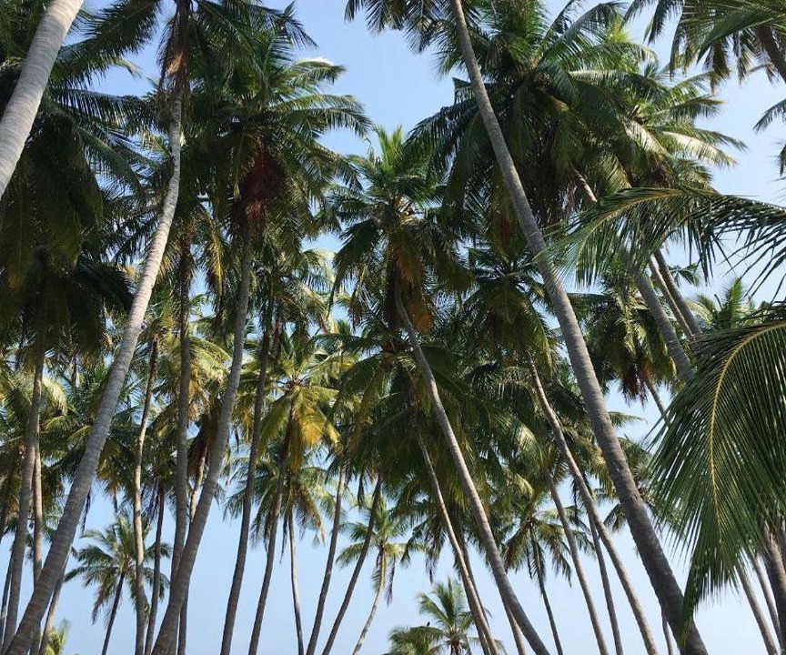 Photo of Others in Milandhoo