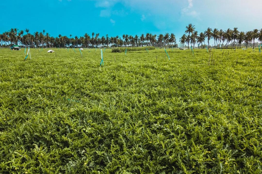 Photo of Outdoor in Thoddoo