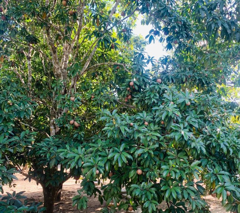 Photo of Outdoor in Higuey