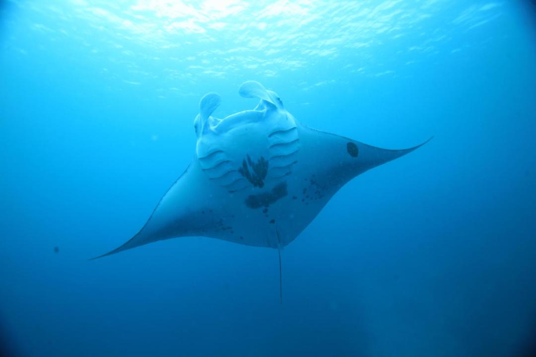 Photo of Others in Thoddoo